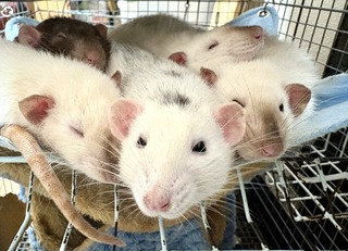 rats.jpg